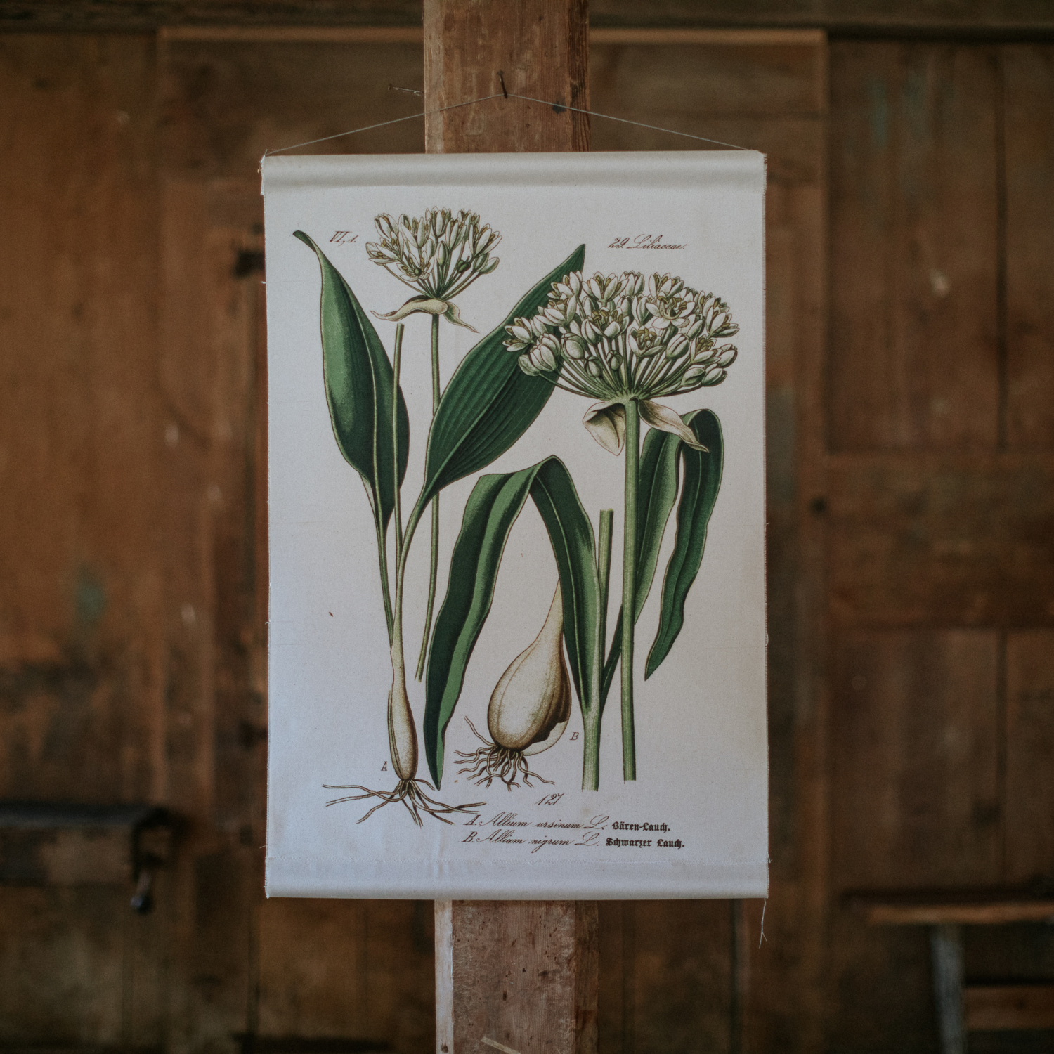 Wild Garlic / Ramp - Canvas Wall Hanging